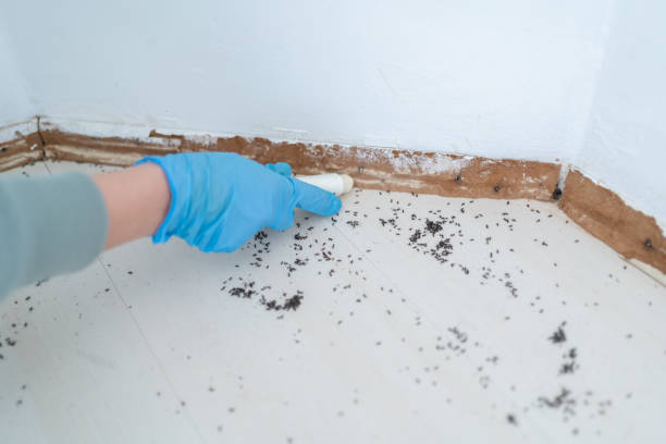Best Rodent Control Near Me  in Waxahachie, TX